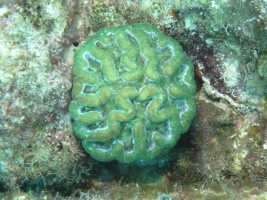 80 Ridged Cactus Coral IMG 3822